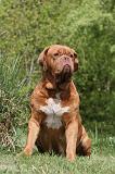 DOGUE DE BORDEAUX 095